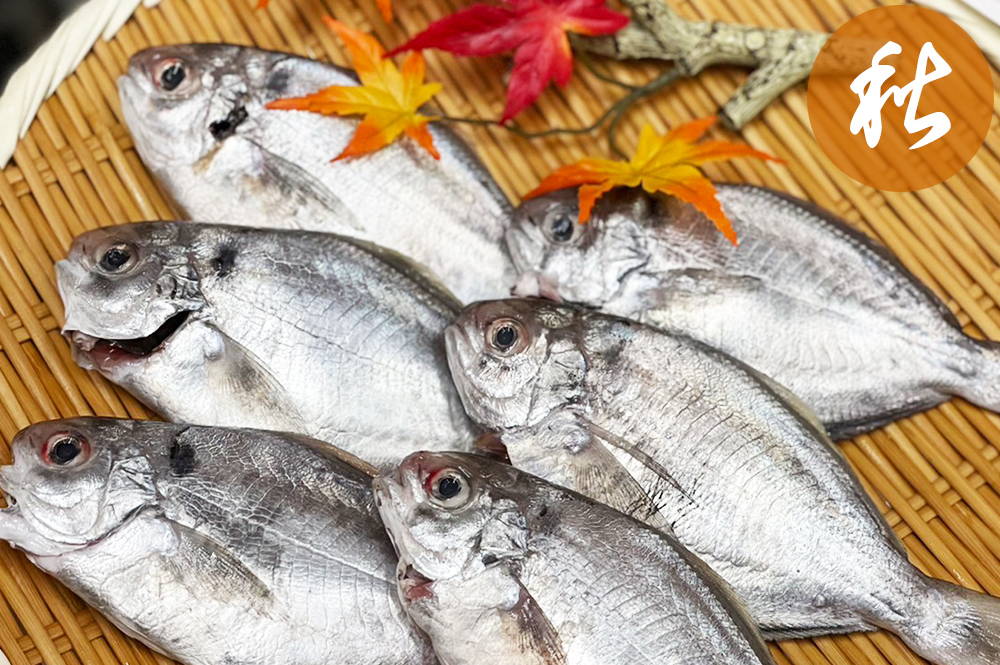 うおぜ（シズ）