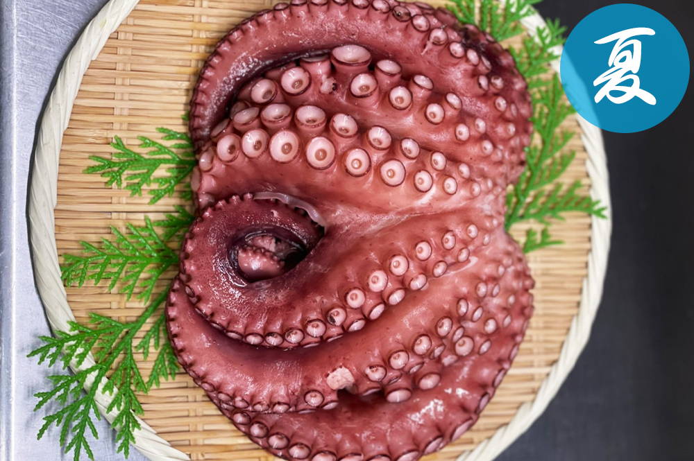 真蛸（マダコ）